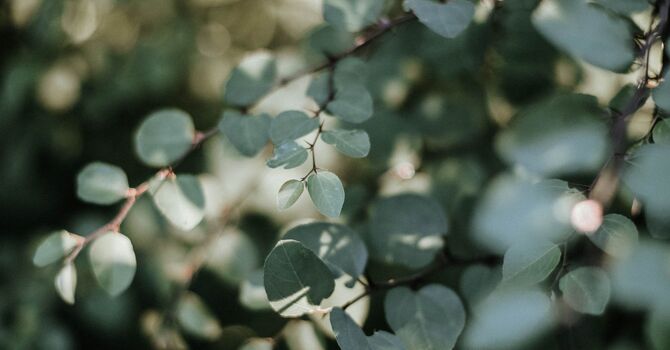 PNOE Metabolic Testing